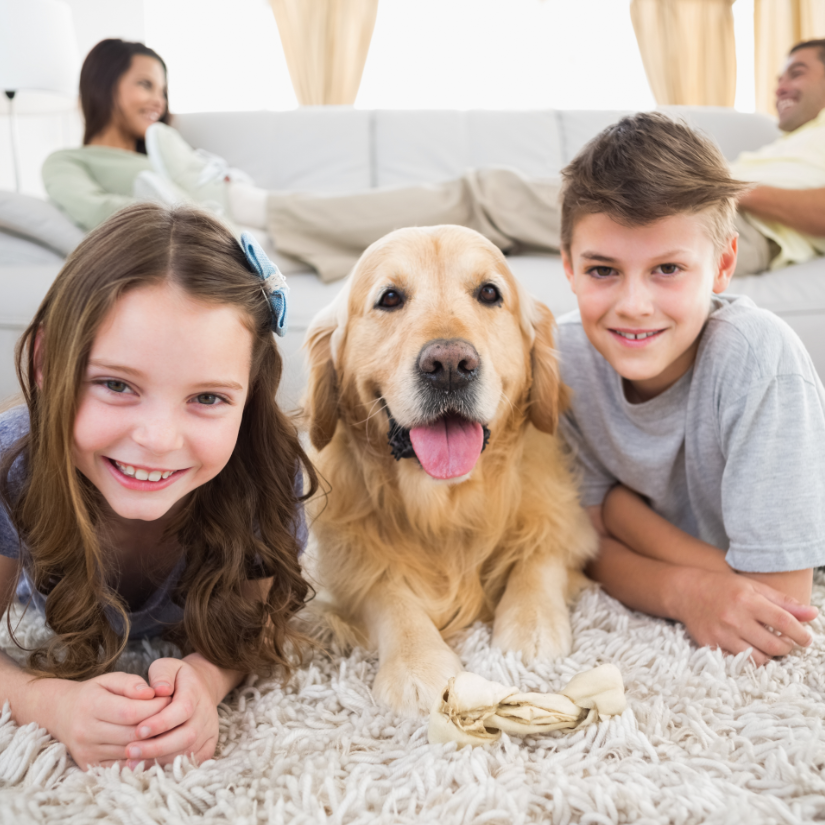 The best choice for pet owners to keep their home clean.
