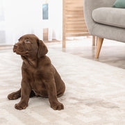 Unchained Urine, Stain and Odor Remover. The best choice for pet owners to keep their home clean.